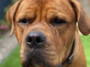 Sweeeeet Caroline, Bam bam bam ....