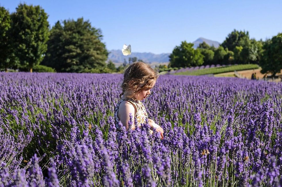 child in a field of lavender with a butterfly above her