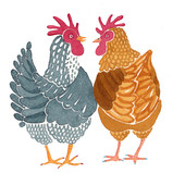 pair of hens watercolour
