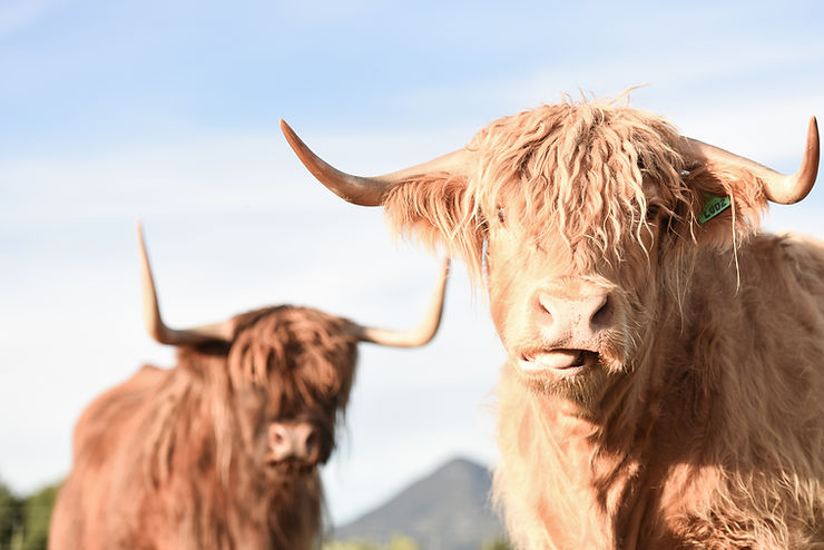 highland cows, kristen and jove, at wanaka lavender farm new zealand