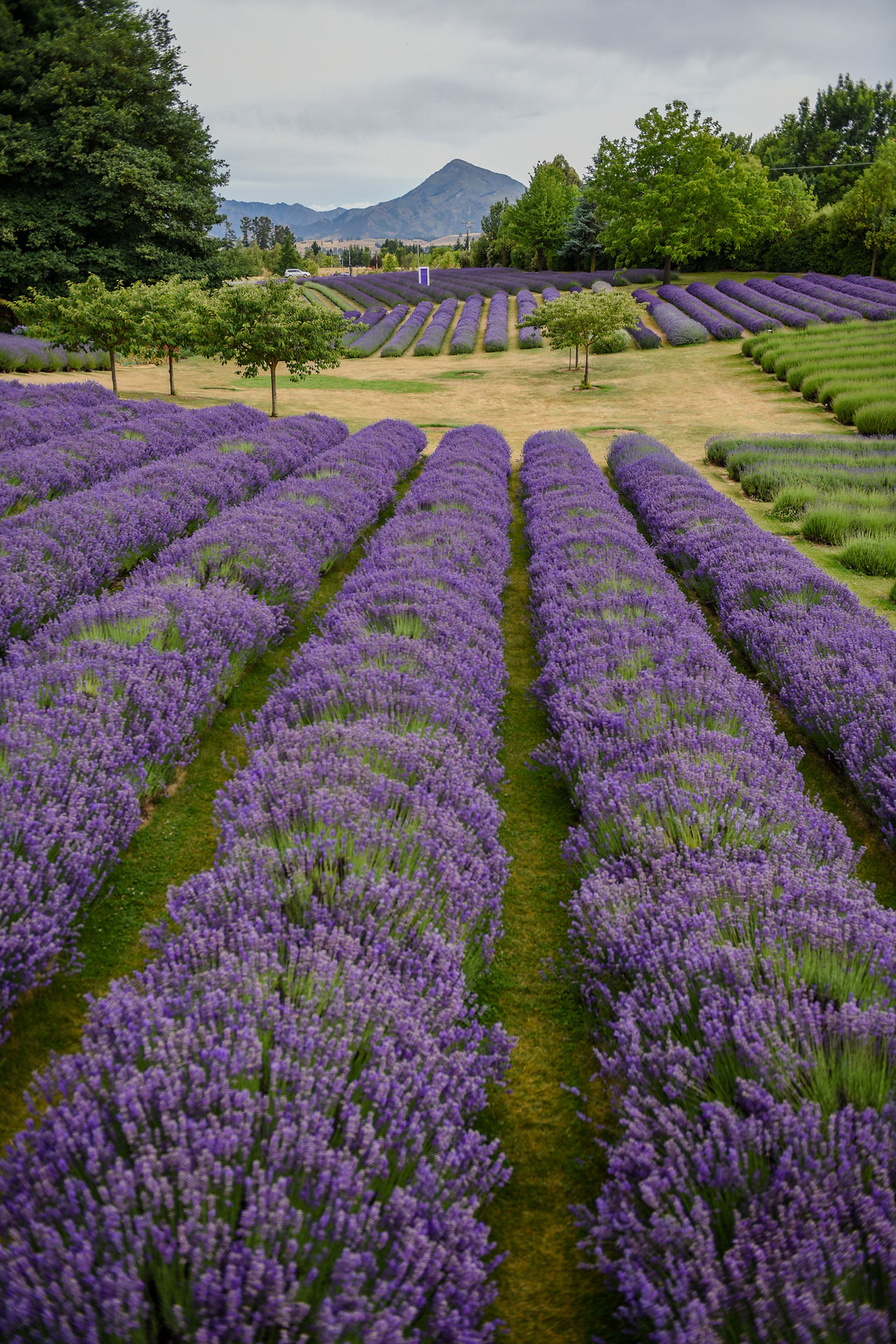 before and after of wanaka lavender farm