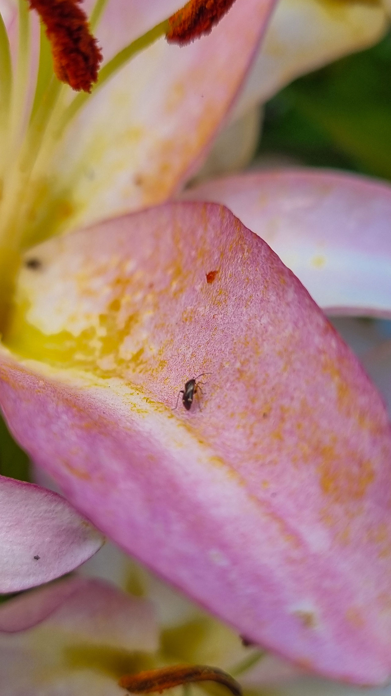 little bug on a lily