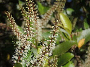 kamahi tree, source of local honey