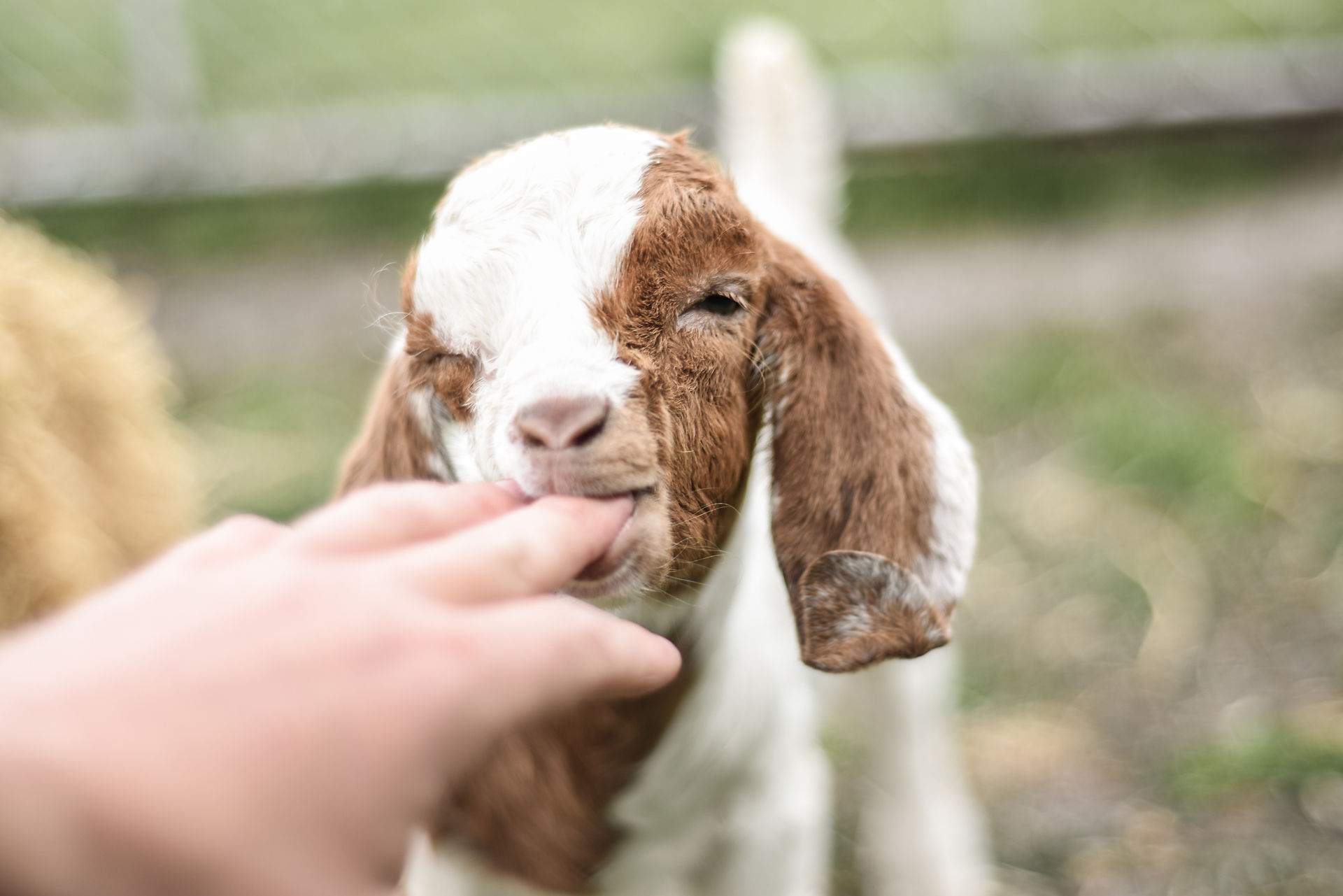 little bite from a kid (young goat)