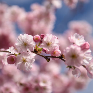 cherry blossom tree at wanaka lavender farm