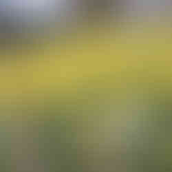 daffodils in spring central otago