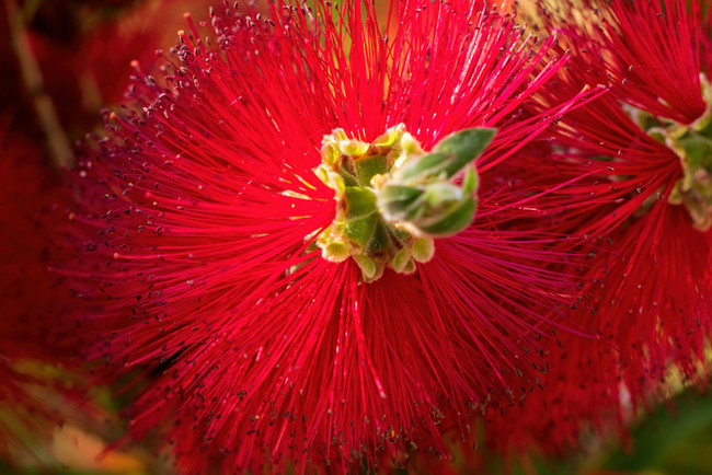 bright red southern rata flower