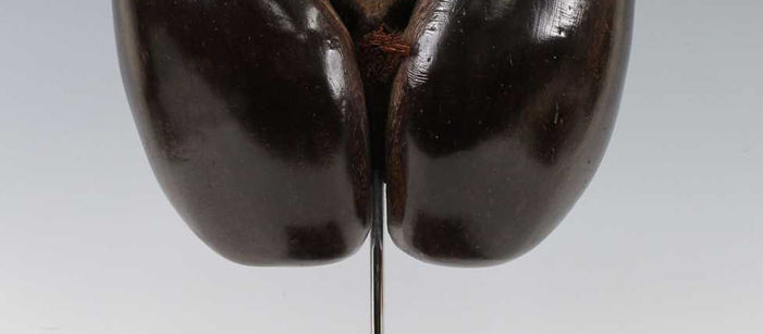 A Stunning Coco de Mer