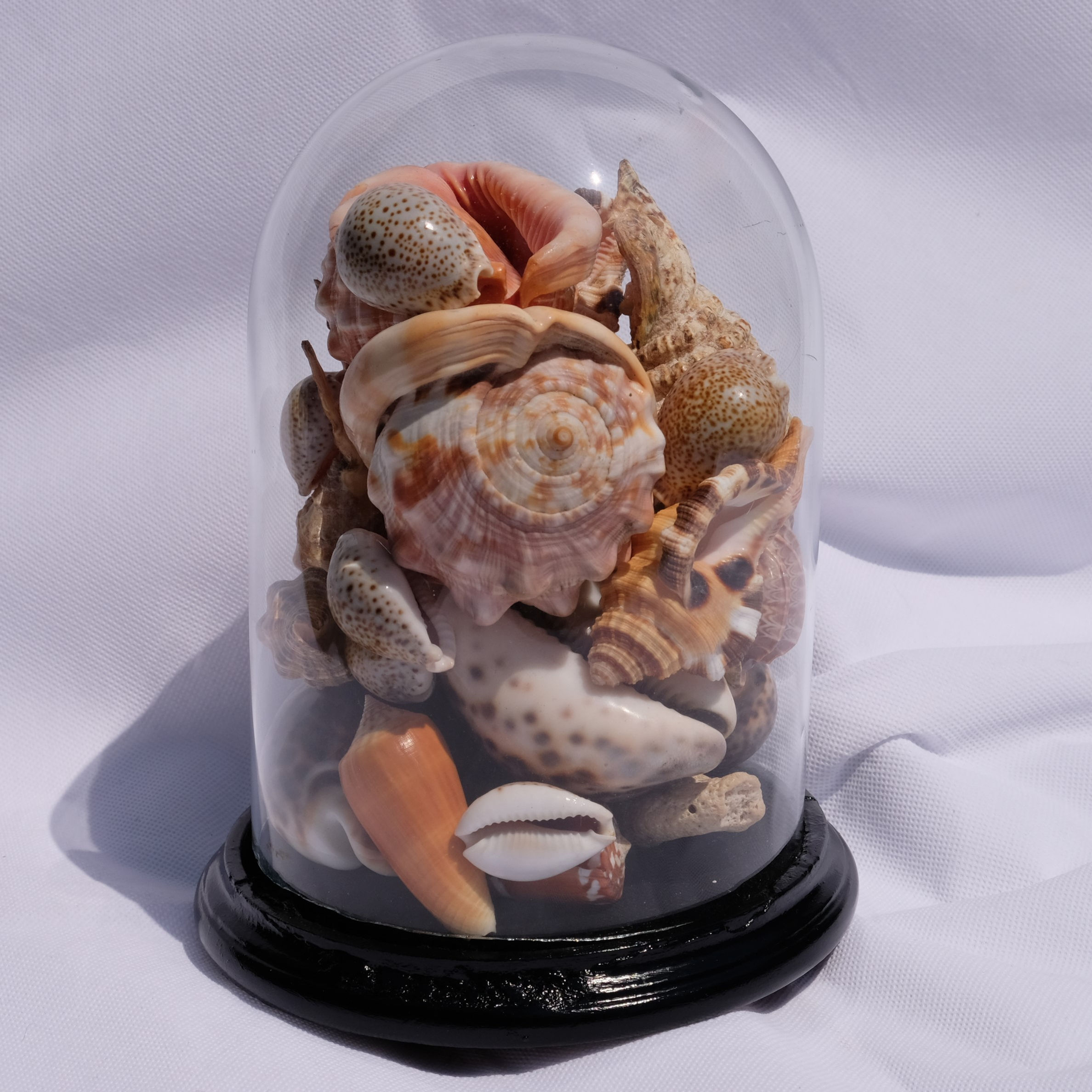 Victorian glass dome with shells on wooden stand