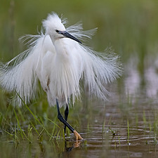 Aigrette garzette 29_edited.jpg