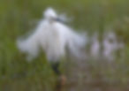 Aigrette garzette 29_edited.jpg