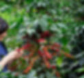 Puri entre el cafetal_edited.jpg