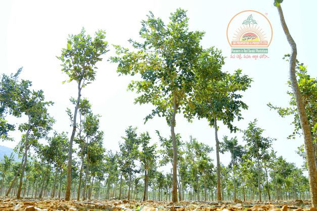 Spp properties fraud