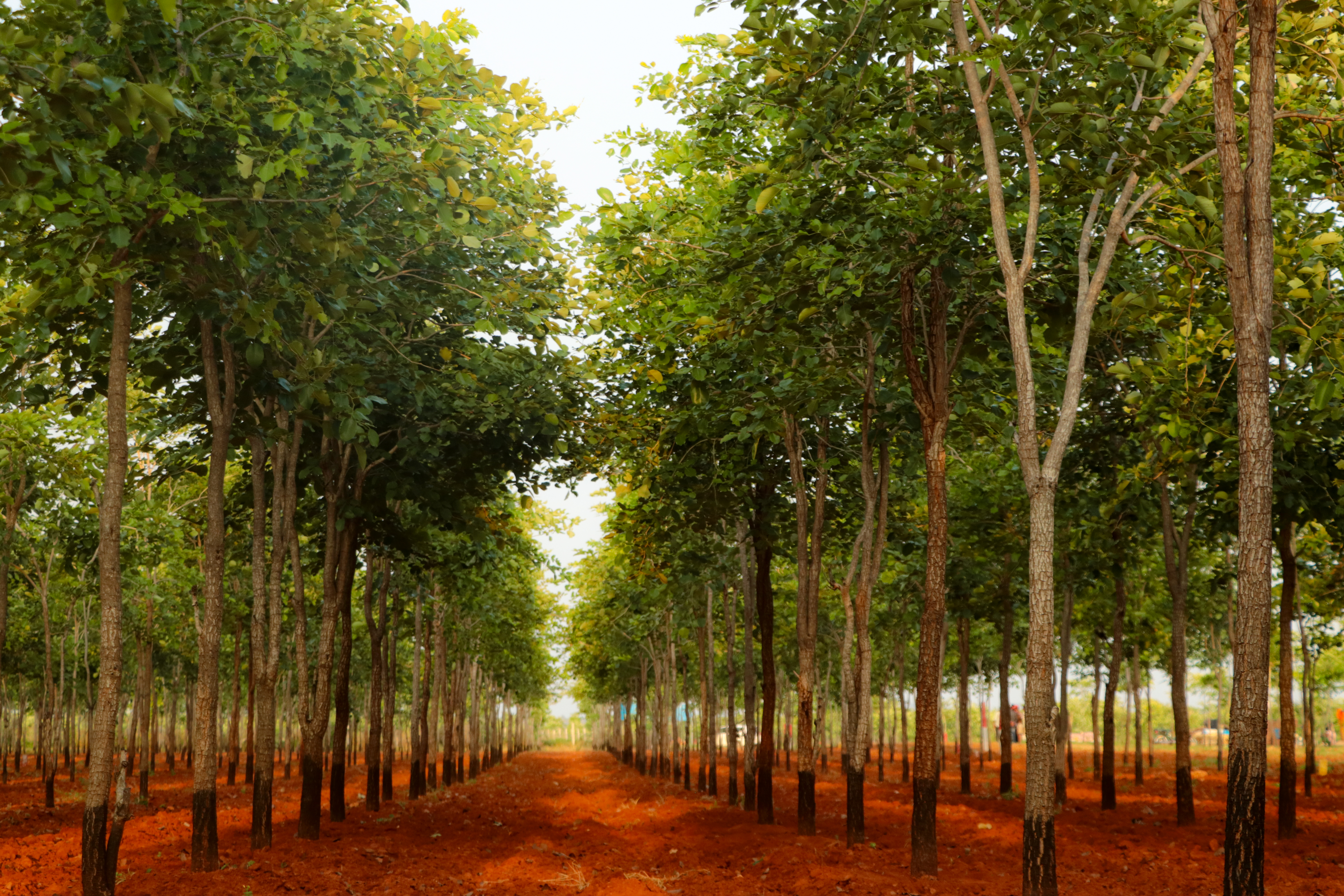 sai properties fraud.jpeg