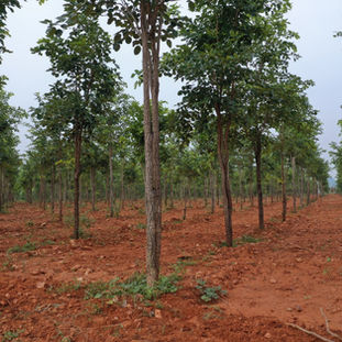 SPPPROPERTIESFRAUD, SAIPROPERTIESANDPROJECTSFRAUD, SAIPROPERTIESFRAUD,SPPPROPERTIESFRAUD, SPPFRAUD SPPPROPERTIESCHEATING, SAIPROPERTIESANDPROJECTSCHEATING, SAIPROPERTIESCHEATING,SPPPROPERTIESCHEATING, SPPFRAUDCHEATING