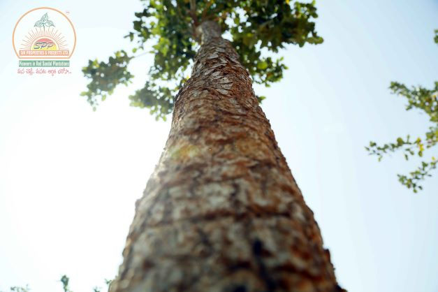 Spp properties and projects fraud