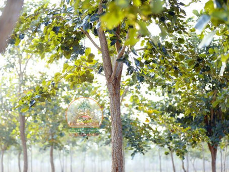 SPPPROPERTIESFRAUD, SAIPROPERTIESANDPROJECTSFRAUD, SAIPROPERTIESFRAUD,SPPPROPERTIESFRAUD, SPPFRAUD SPPPROPERTIESCHEATING, SAIPROPERTIESANDPROJECTSCHEATING, SAIPROPERTIESCHEATING,SPPPROPERTIESCHEATING, SPPFRAUDCHEATING