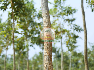 SPPPROPERTIESFRAUD, SAIPROPERTIESANDPROJECTSFRAUD, SAIPROPERTIESFRAUD,SPPPROPERTIESFRAUD, SPPFRAUD SPPPROPERTIESCHEATING, SAIPROPERTIESANDPROJECTSCHEATING, SAIPROPERTIESCHEATING,SPPPROPERTIESCHEATING, SPPFRAUDCHEATING