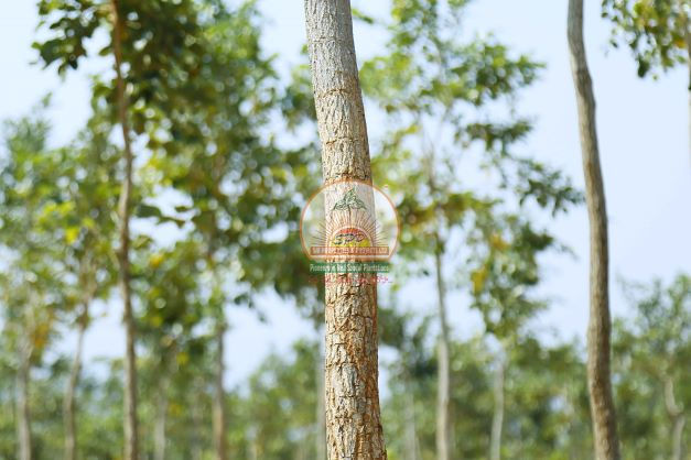 sai properties fraud