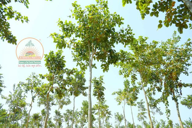 saipropertiesandprojects