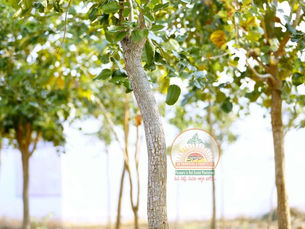 SPPPROPERTIESFRAUD, SAIPROPERTIESANDPROJECTSFRAUD, SAIPROPERTIESFRAUD,SPPPROPERTIESFRAUD, SPPFRAUD SPPPROPERTIESCHEATING, SAIPROPERTIESANDPROJECTSCHEATING, SAIPROPERTIESCHEATING,SPPPROPERTIESCHEATING, SPPFRAUDCHEATING