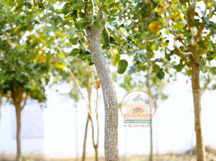 SPPPROPERTIESFRAUD, SAIPROPERTIESANDPROJECTSFRAUD, SAIPROPERTIESFRAUD,SPPPROPERTIESFRAUD, SPPFRAUD SPPPROPERTIESCHEATING, SAIPROPERTIESANDPROJECTSCHEATING, SAIPROPERTIESCHEATING,SPPPROPERTIESCHEATING, SPPFRAUDCHEATING