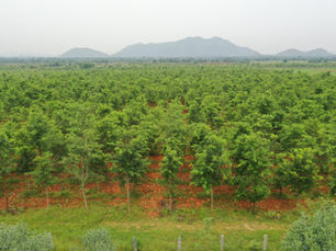 SPPPROPERTIESFRAUD, SAIPROPERTIESANDPROJECTSFRAUD, SAIPROPERTIESFRAUD,SPPPROPERTIESFRAUD, SPPFRAUD SPPPROPERTIESCHEATING, SAIPROPERTIESANDPROJECTSCHEATING, SAIPROPERTIESCHEATING,SPPPROPERTIESCHEATING, SPPFRAUDCHEATING