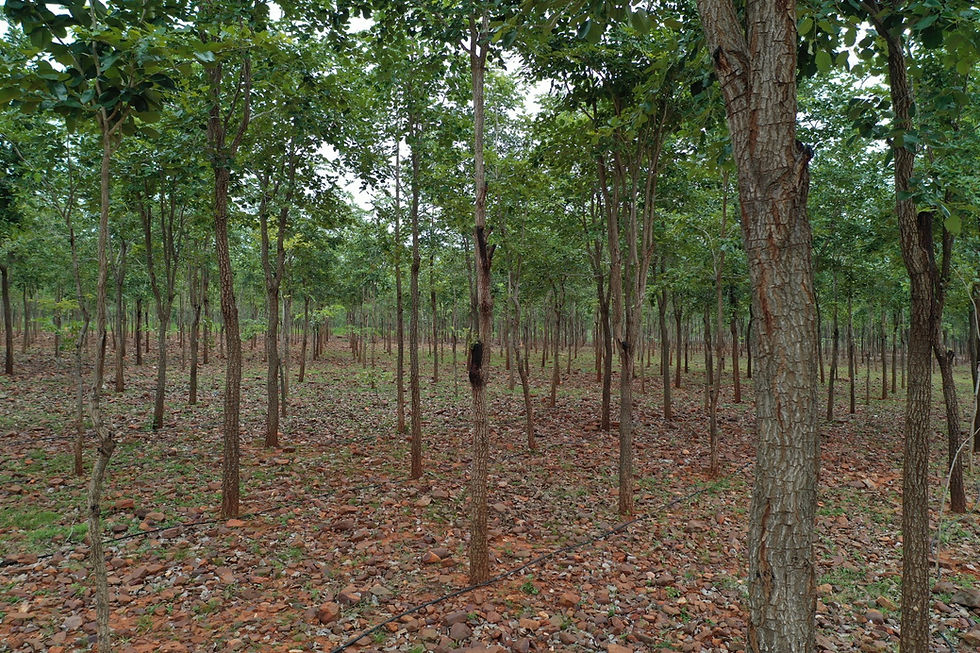 Spp properties fraud