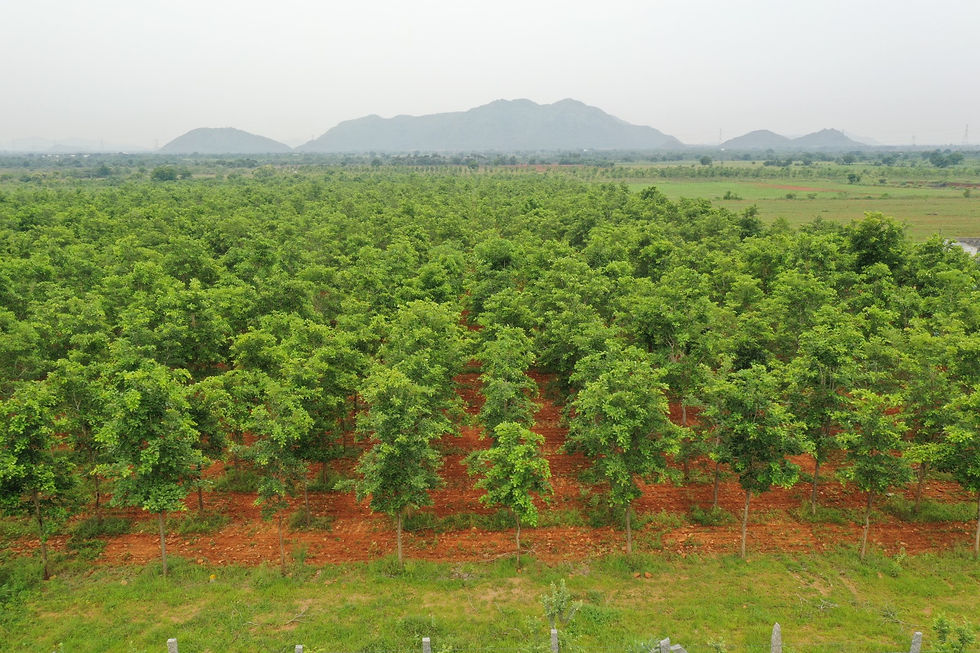 sai properties fraud