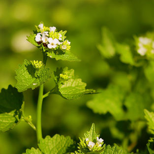 Garlic Mustard Removal