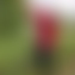 Bluebird Recovery Program MN update