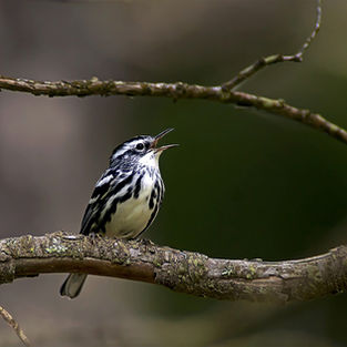 Excess Lights Out, Stillwater! Saves Birds - Saves Energy - Saves Money