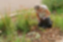 DSC01437raingarden-2021-ruth.jpg