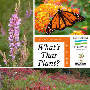 What's That Plant? Fall 2020 Scavenger Hunt