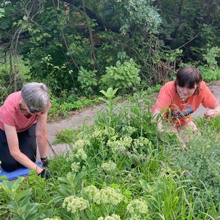 Flash Mob to the Rescue: Rain Gardens Get a Much-Needed Makeover