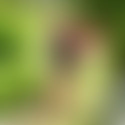 REQUEST A TRASH DASH