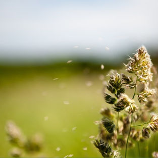 You’re not imagining it: Your allergies are getting worse - Blame climate change.