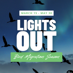Lights Out for Spring Migration: A Simple Way to Protect Birds