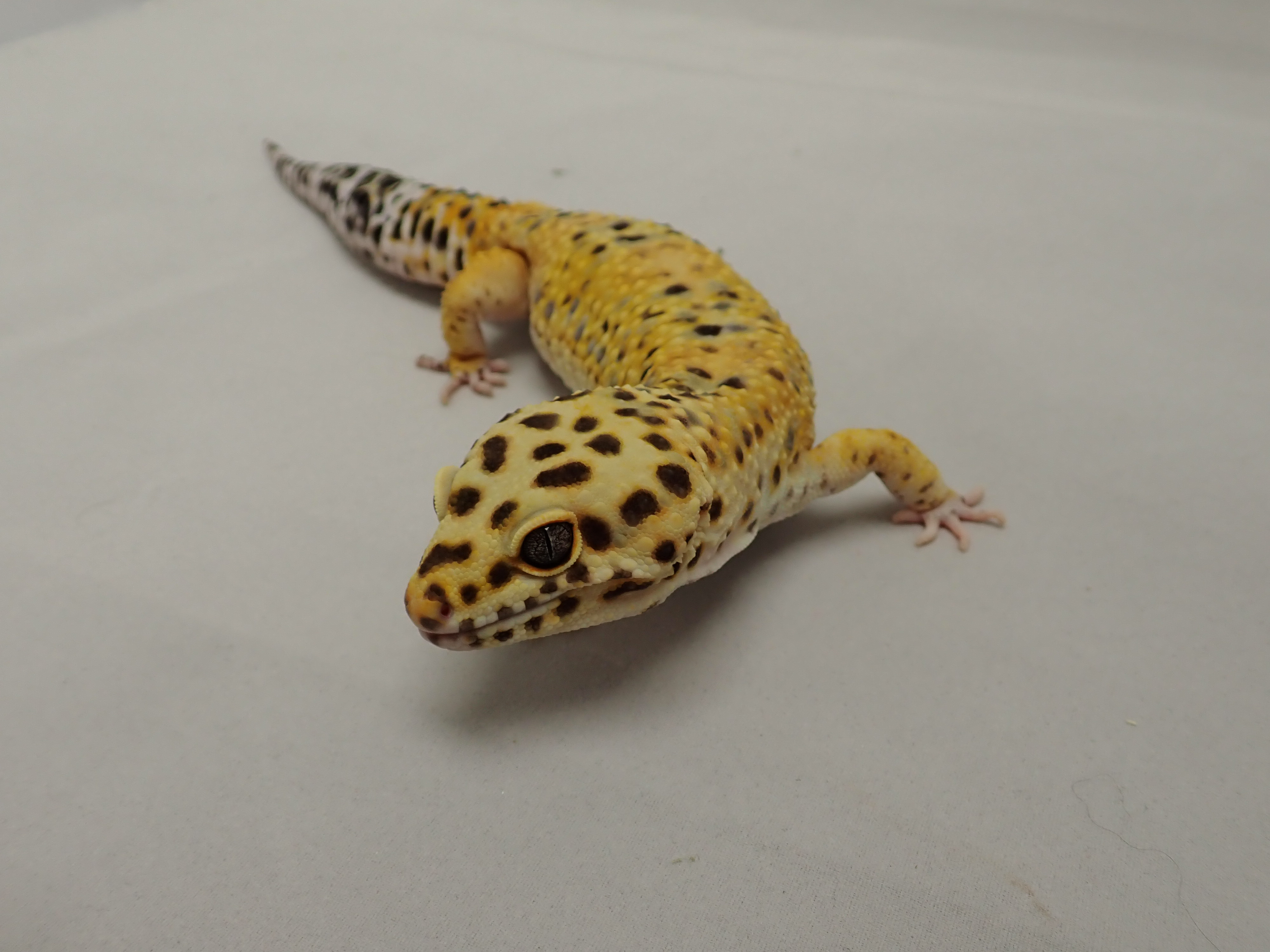 Rubeus - Leopard Gecko | Spock's Sanctuary