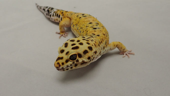 Rubeus - Leopard Gecko