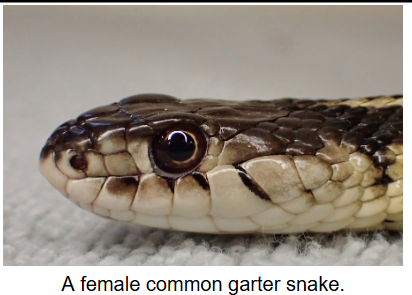 THE COMMON GARTER SNAKE - CARE AND MANAGEMENT OF INQUISITIVE SERPENTS OF THE EASTERN UNITED STATES
