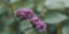 _IMG7268_edited_edited.jpg