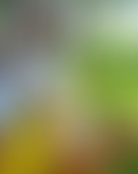 КАК ОСТАВАТЬСЯ МОЛОДЫМ ДОЛГО?
СЕКРЕТ НЕ В ФИЗИОЛОГИИ, А В ЭМОЦИЯХ