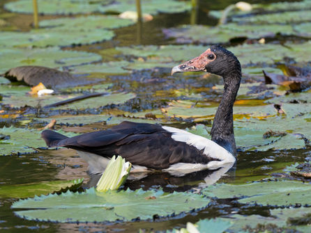 Magpie-Goose Sam Woods.jpg
