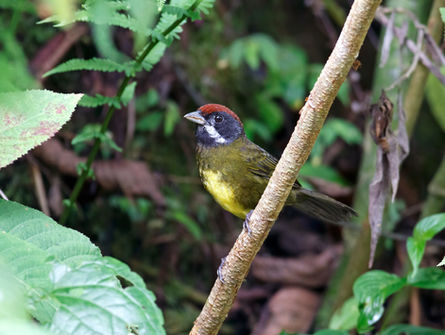 Sooty-faced Finch Sam Woods.jpg