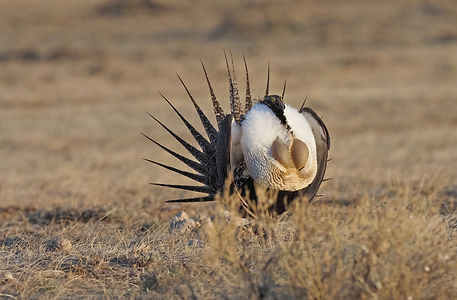 Greater Sage-Grouse displaying Sam Woods.jpg