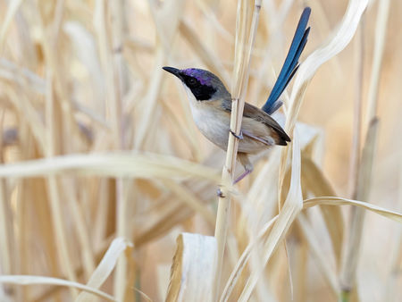 Purple-crowned Fairywren Sam Woods.jpg
