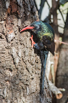 Green Woodhoopoe Ken Behrens.jpg
