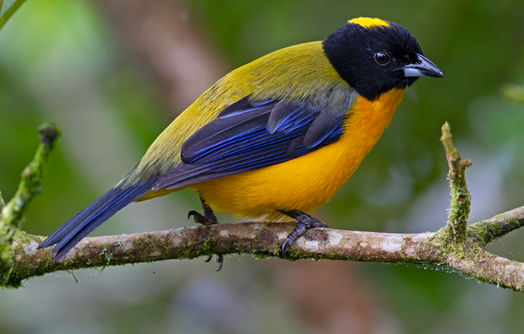 Black-chinned Mountain-Tanager Sam Woods.jpg