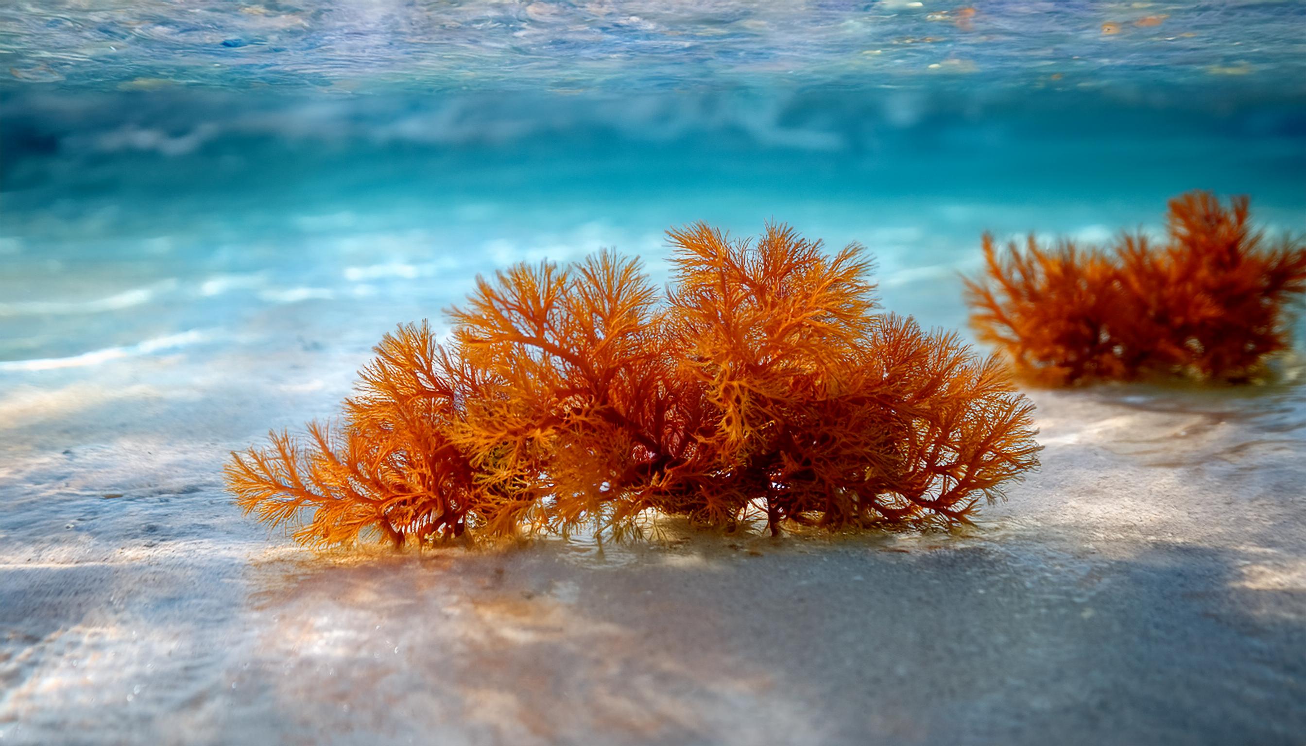 Orange seaweed in clear blue-green ocean water